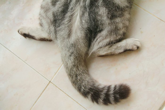 Sleeping cat top view,Cat tail.