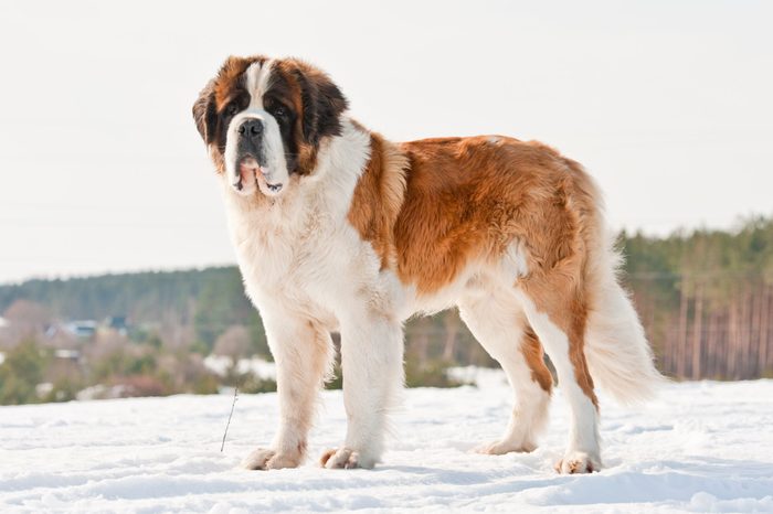 Saint bernard in winter