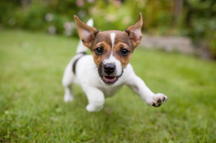 A very little puppy is running happily with floppy ears trough a garden with green grass. It almost looks like he can fly. He smiles and shows his tiny canine teeth.