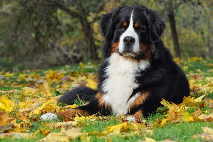 quiet dog breeds