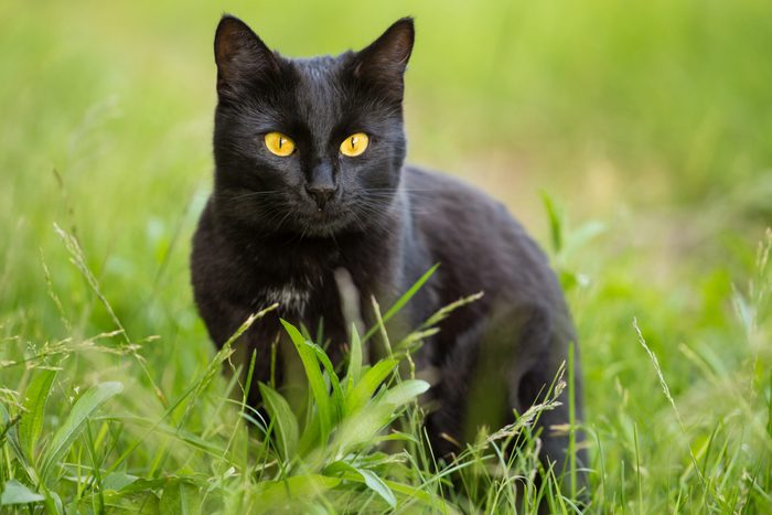 Beautiful bombay black cat portrait with yellow eyes and attentive look in green grass in nature