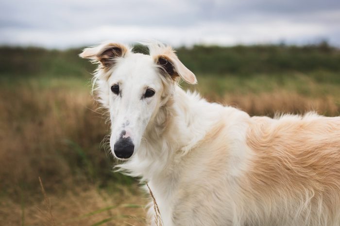 calm dog breeds