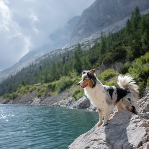 Dog stands on rocky shore, overlooking a shimmering blue lake surrounded by lush green trees and distant mountains under a cloudy sky.