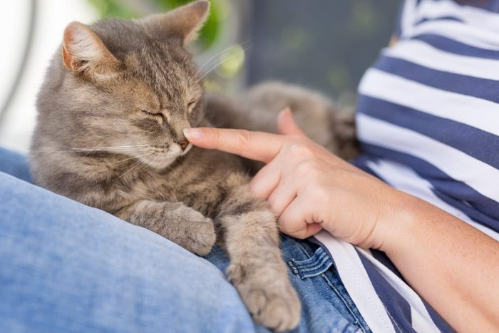 Top view of a furry tabby cat lying on its owner's lap, enjoying being cuddled and purring.