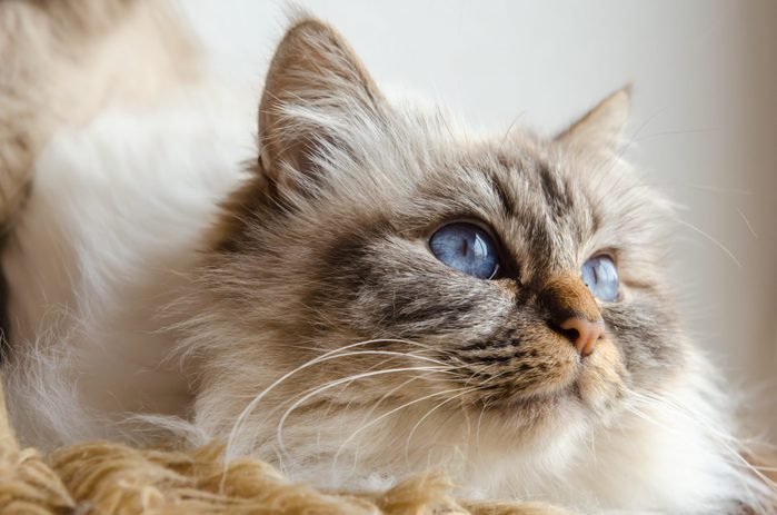 Birman cat