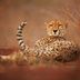 14 Amazing Photos of Cheetahs in the Wild