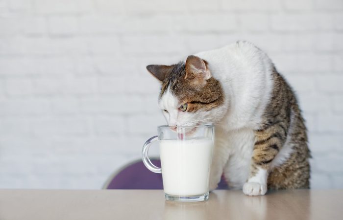 Old tabby cat drinks milk from a cup.