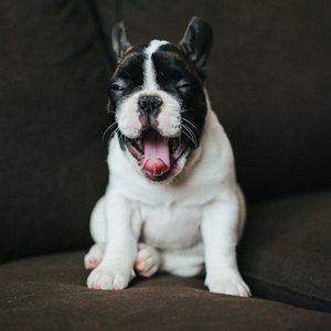 A small dog yawns, sitting on a dark brown couch, looking relaxed and content.