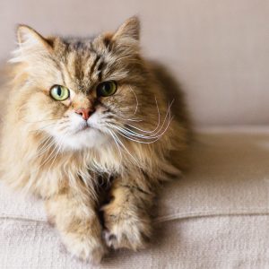 Fluffy brown cat lounges on a beige couch, looking forward with striking green eyes, in a cozy living room setting.