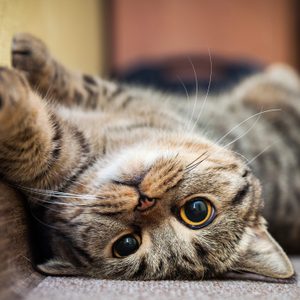 Cat lying sideways, looking curiously with wide eyes; indoors on a carpet, leaning against a wall.