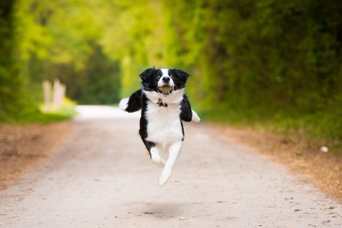 black and white dog running down a dirt road with a tennis ball in his mouth