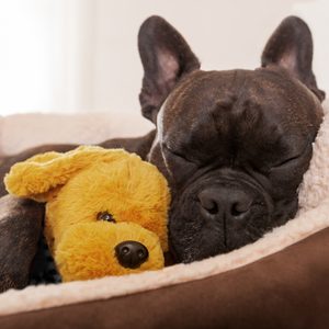 Dog sleeping, cuddling a yellow plush toy, inside a cozy, beige pet bed.