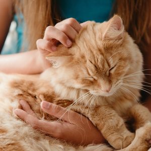 A fluffy orange cat sleeps while being gently petted, nestled comfortably in a person's lap.