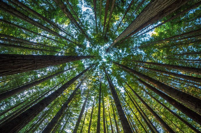 trees