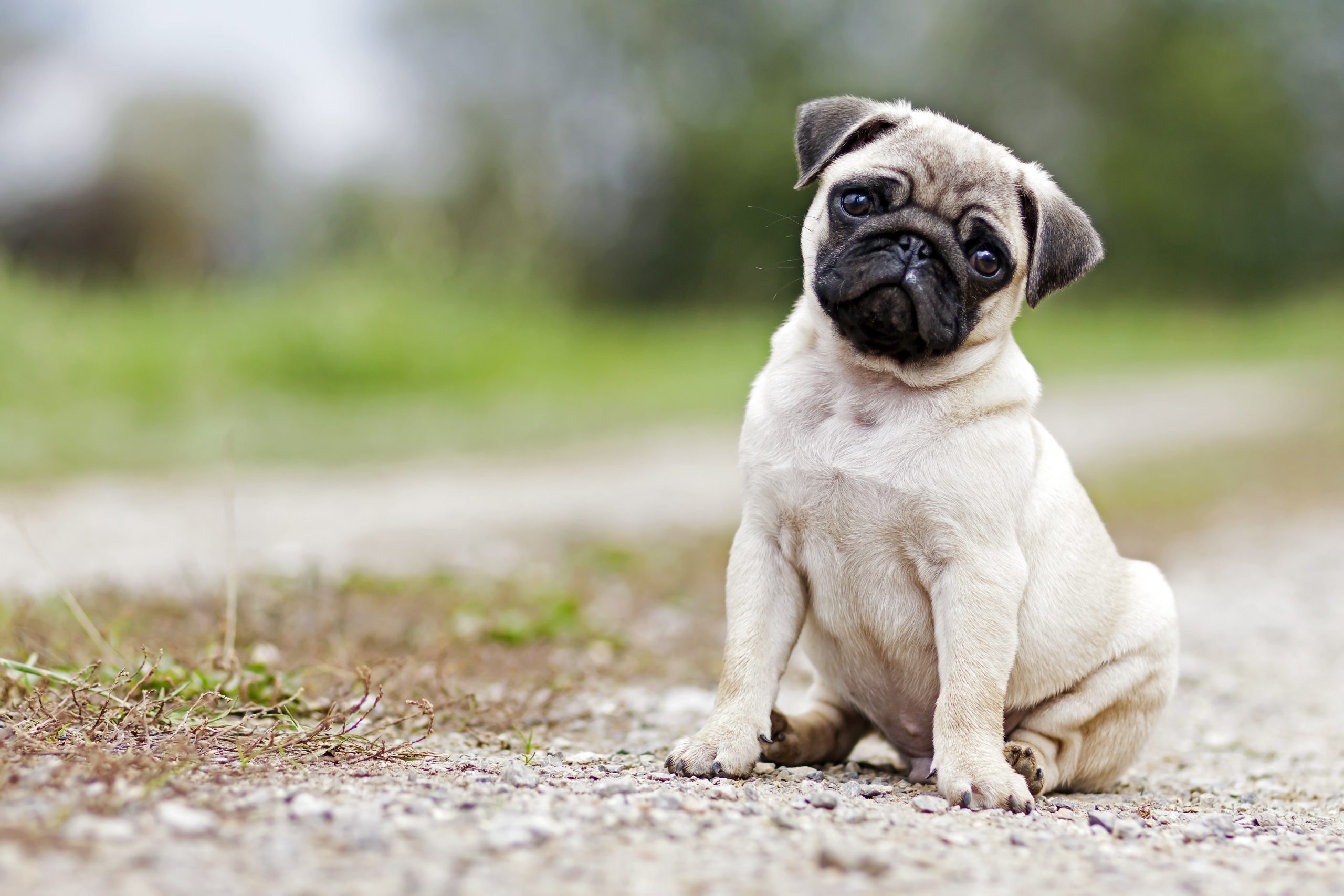 A shot of a 3 months old boy pug puppy.