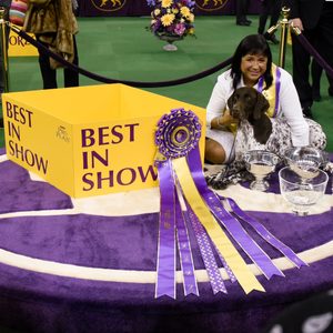 A dog sits with a woman holding a ribbon beside a yellow 