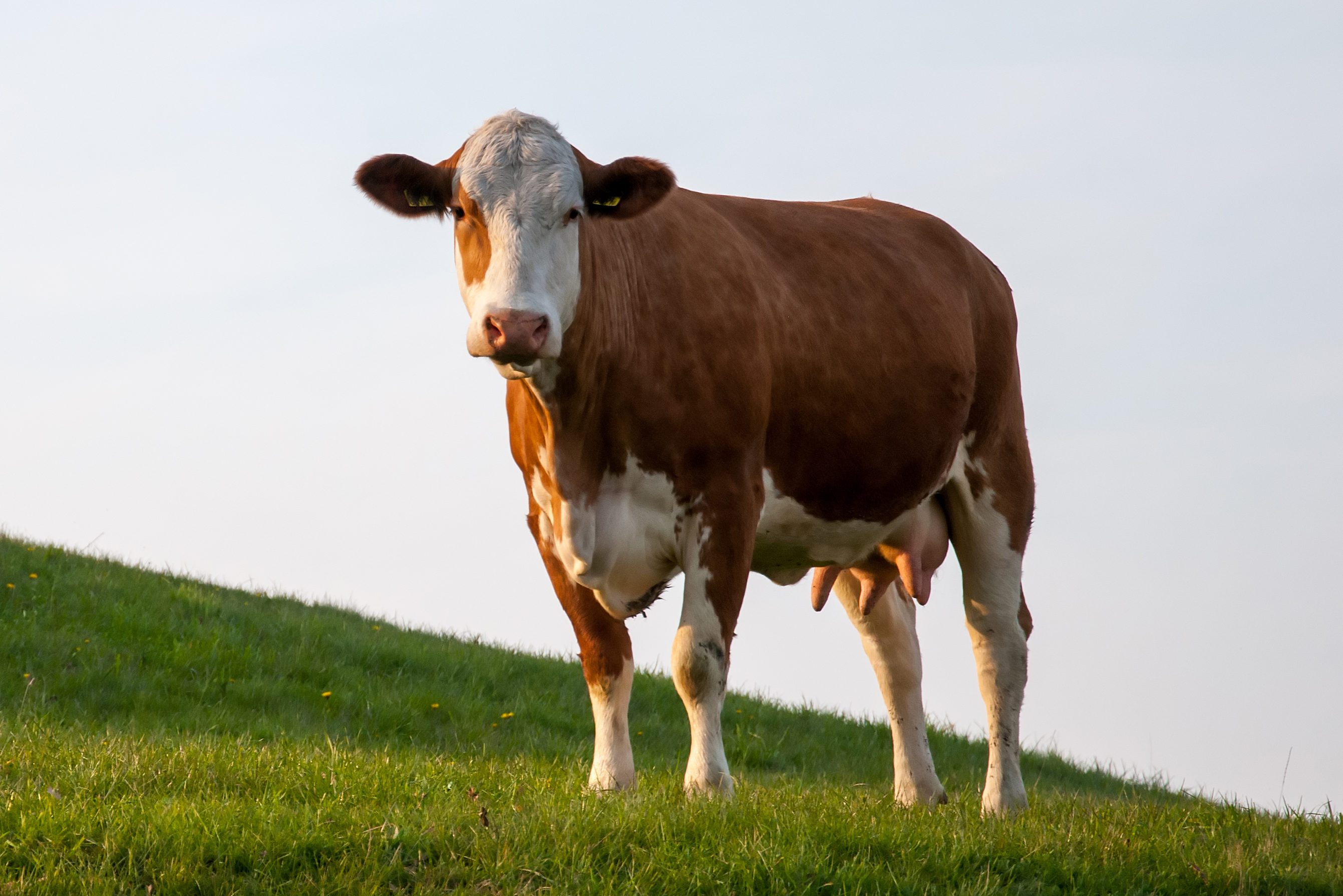 cow