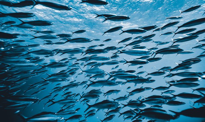 fish