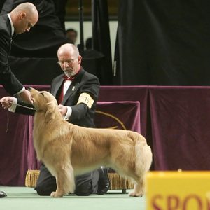 A golden retriever stands, examined by a judge, in a dog show setting with maroon curtains.