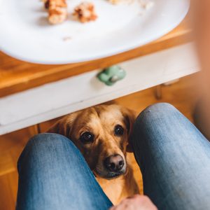 Dog looks up expectantly between a person's knees under a wooden table with a white plate containing food scraps.