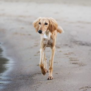 A dog walks along a sandy beach, near the water's edge, with ears flapping and collar visible.