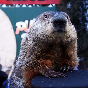 A groundhog sits on a dark surface; a blurred sign with green and red colors is visible in the background.