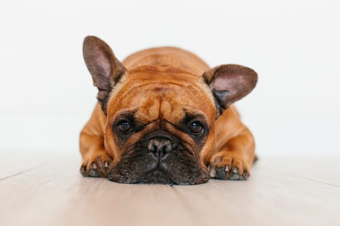 portrait of cute brown french bulldog at home and looking at the camera. Funny and playful expression. Pets indoors and lifestyle