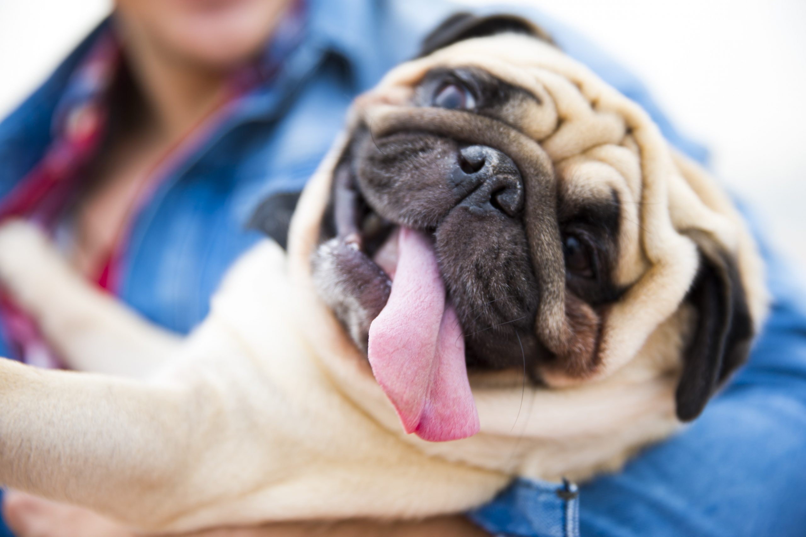Man holding his pug
