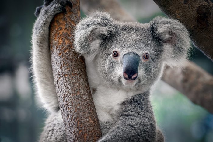 A cute koala.