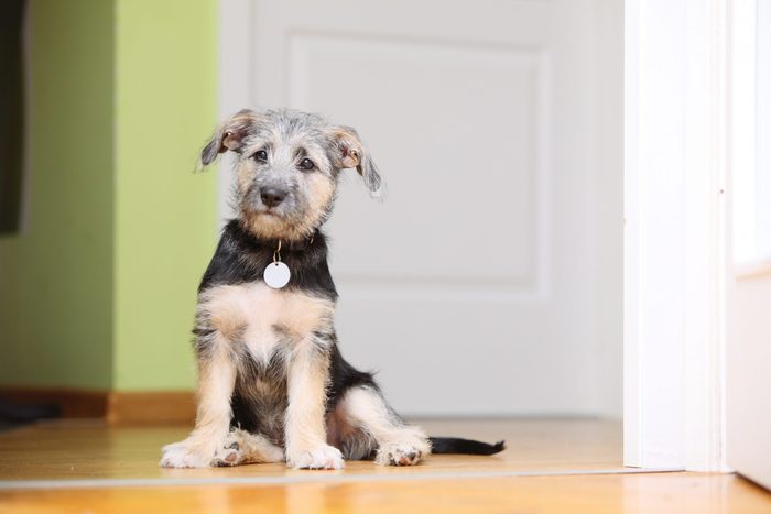 Animals at home - dog cute mutt puppy pet sitting on floor indoor