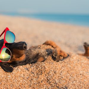 Dog wearing red sunglasses, lounging in sand on a beach.