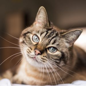A tabby cat tilts its head, gazing curiously, while lying on a soft surface in a softly lit room.
