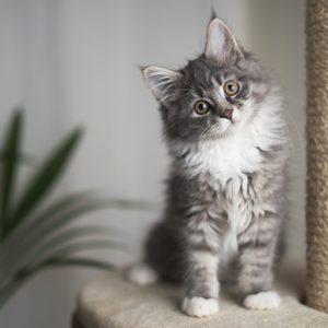 A fluffy gray kitten sits curiously on a platform beside a tall scratching post in a room with a blurred plant in the background.