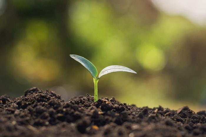 planting trees
