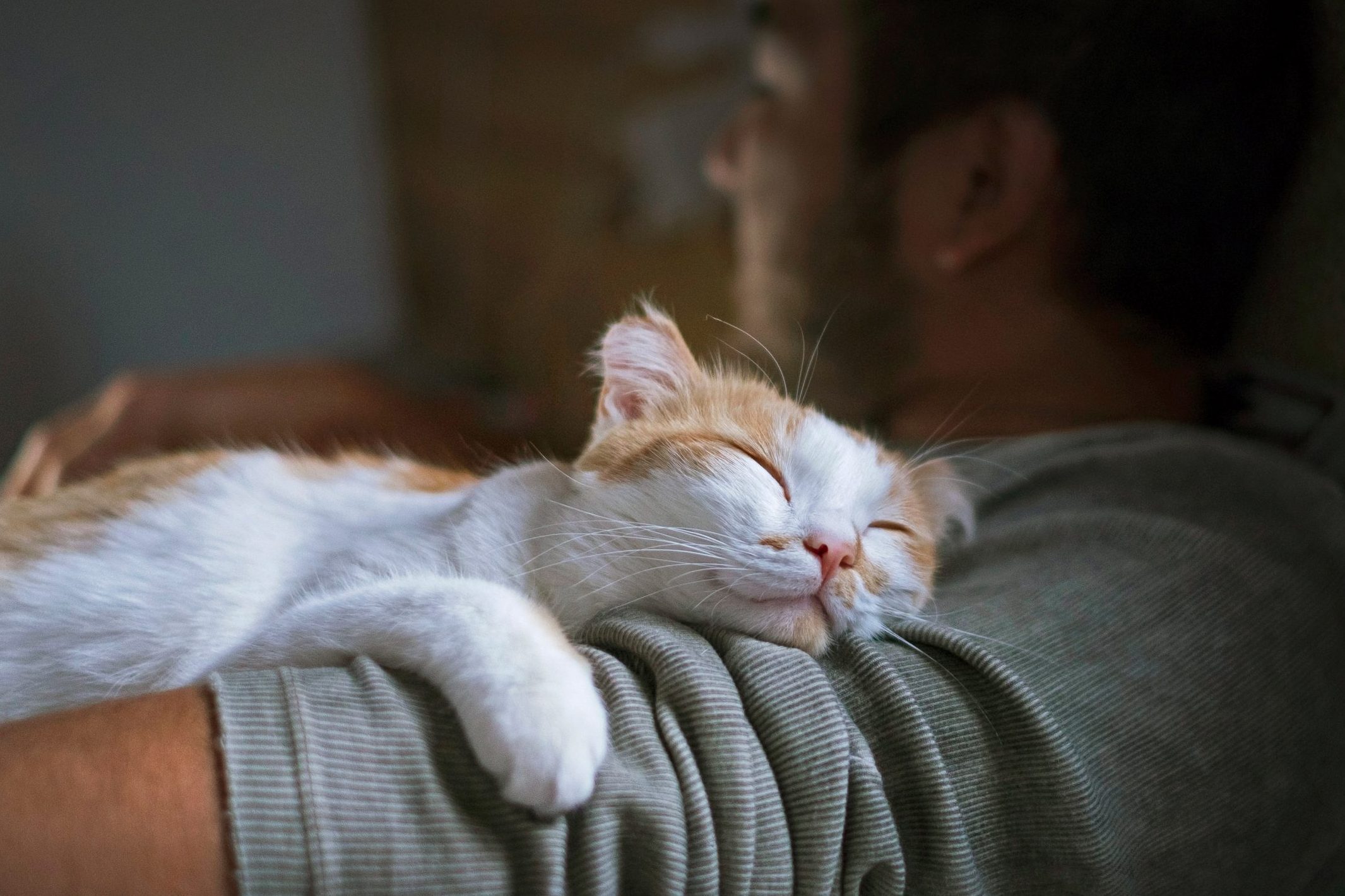 Why Cats Sleep on You, According to Experts
