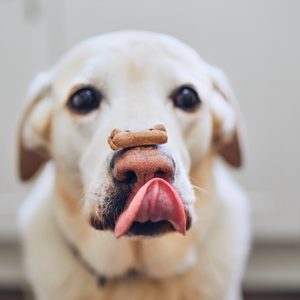 Dog balances treat on its nose, licking its lips indoors, focusing on snack.