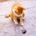 Why Do Cats Bring Home Dead Animals?