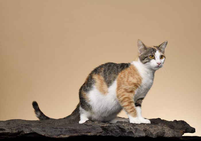 devon rex cat rare cat breeds