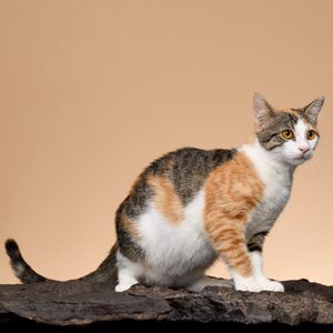 Cat crouching on a rock, looking alert, with a plain beige background.
