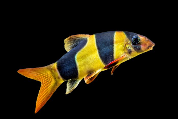 live fish TSA