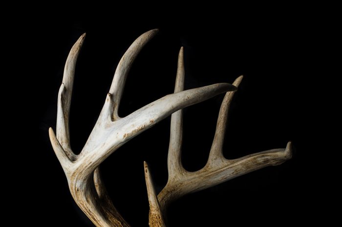 deer antlers TSA