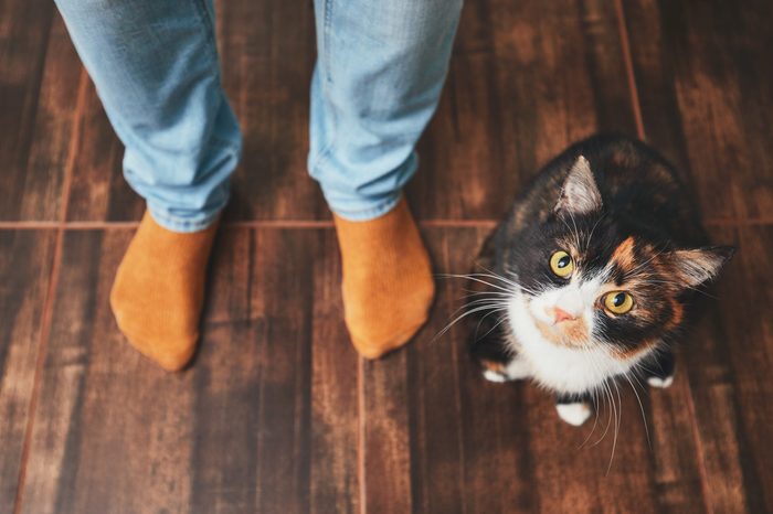 smart cat owner test 