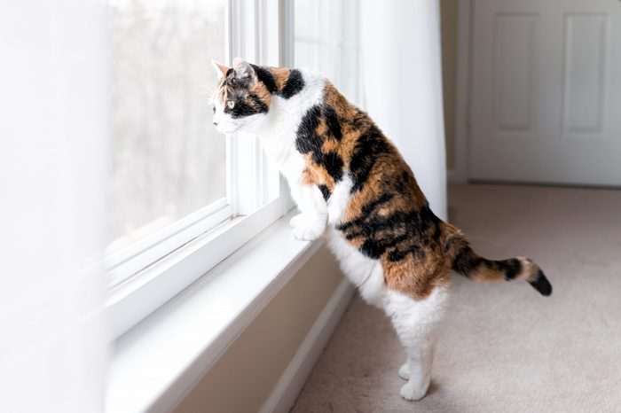 cat 