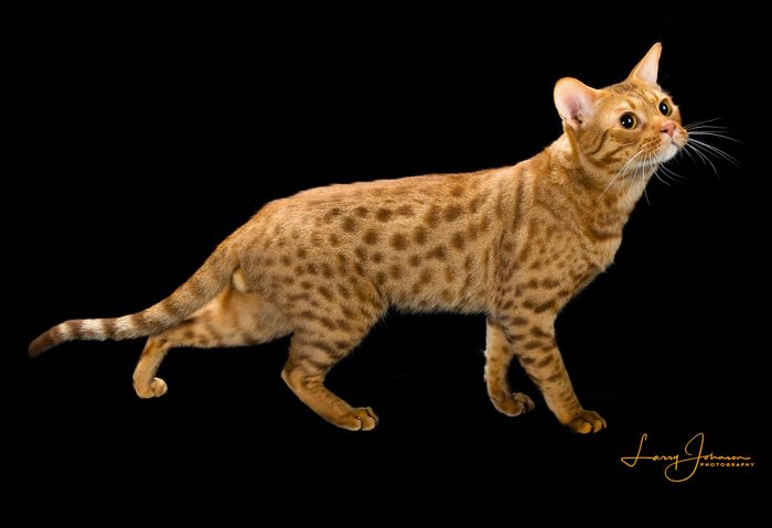 ocicat cat