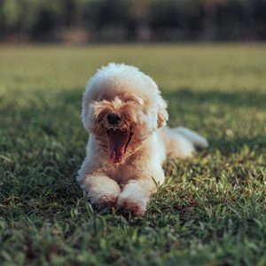 Fluffy white dog yawns, lying on green grass in a sunny park.