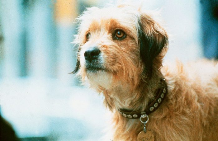 benji dog movie still