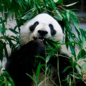 A panda munches on bamboo while surrounded by leafy green branches in a natural setting.