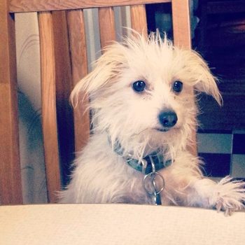 Fluffy white dog sitting on a chair, looking attentively at a table, surrounded by a cozy, checkered floor interior.