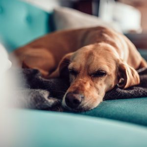 A dog sleeps on a teal sofa, nestled in blankets within a cozy room.