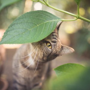 Cat peeks from beneath a large green leaf in a garden setting, surrounded by blurred foliage and warm sunlight.